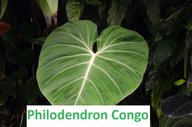 A Complete Guide to the Alluring Philodendron Congo