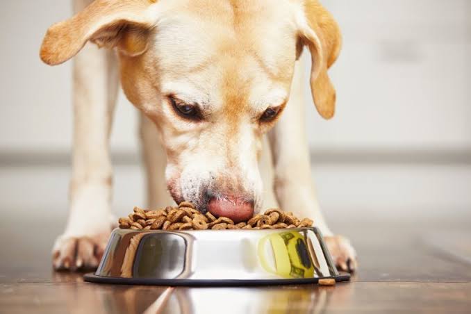 How Grain-Free Dog Food Benefits Your Pet’s Health and Well-Being