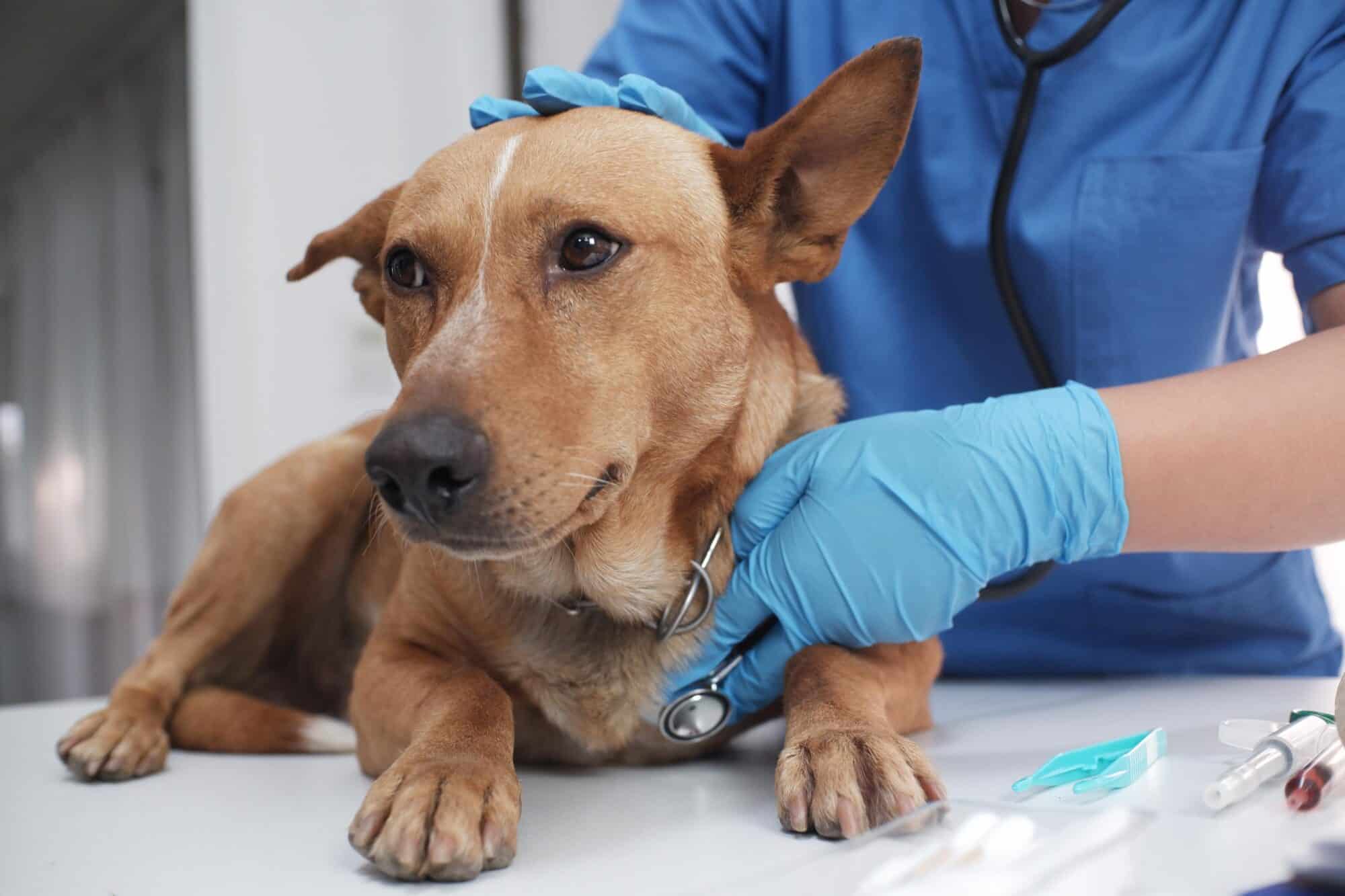 Preventive Care Tips From A Small Animal Veterinarian