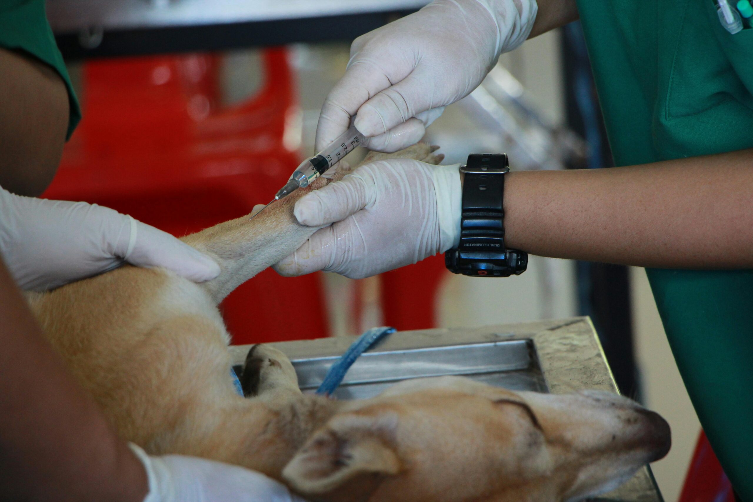 Why Vaccinations Are The Cornerstone Of Animal Clinic Visits