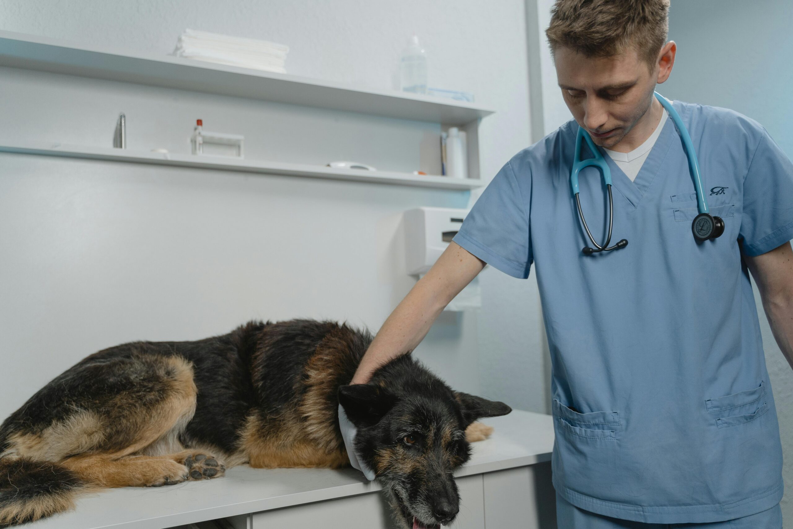 Choosing The Right Animal Hospital For Your Pet’s Needs