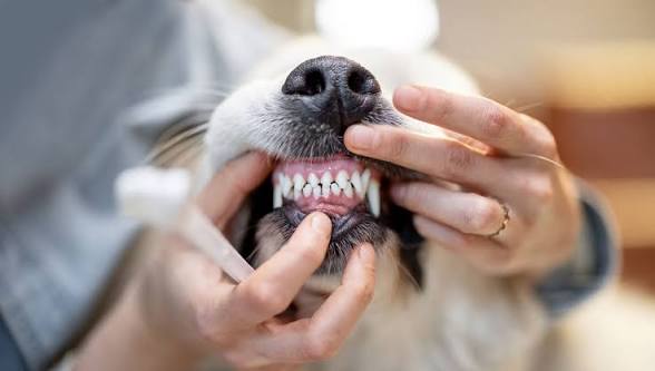 The Impact Of Dental Cleanings On Pet Longevity