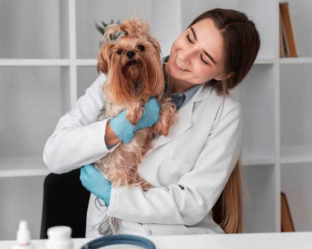 3 Common Myths About Veterinary Clinic Services Debunked