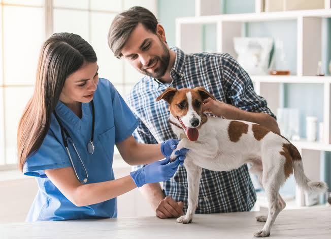 How Vets Educate Owners To Better Care For Their Pets