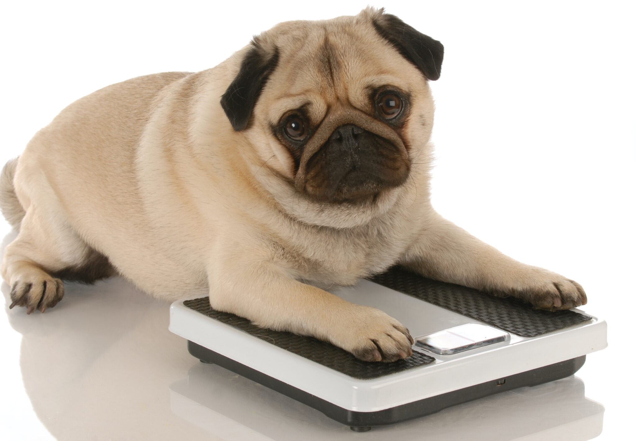 How General Vets Monitor Weight And Obesity In Pets