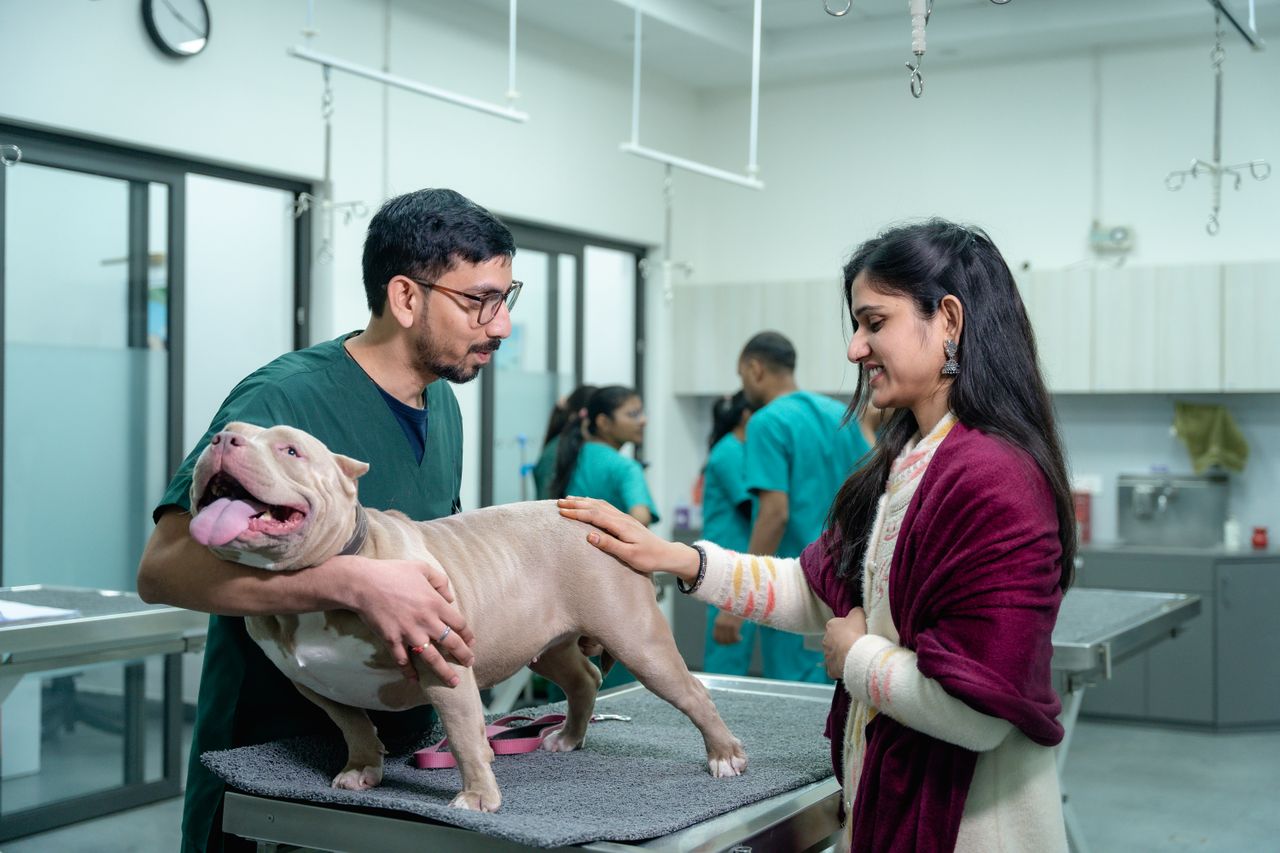 How Animal Hospitals Manage Emergency Situations