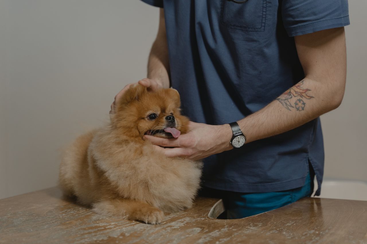 The Role Of Small Animal Veterinary Hospitals In Managing Chronic Illness